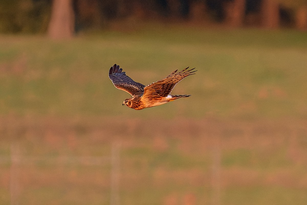 Northern Harrier - ML645118387