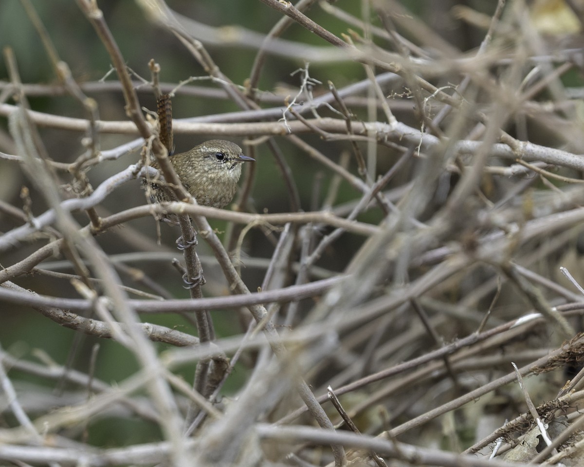 střízlík kanadský - ML645118395