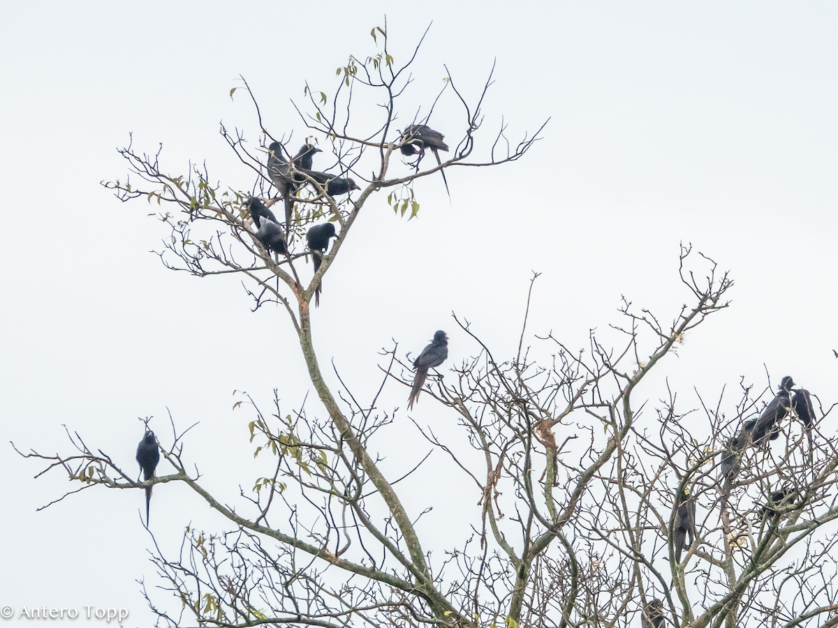 Piapiac - ML645118400