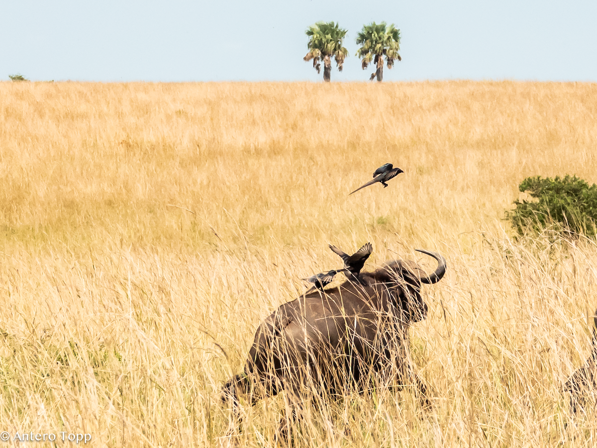 Piapiac - ML645118401