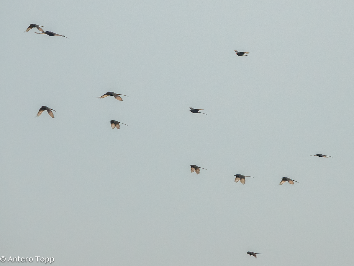 Piapiac - ML645118402