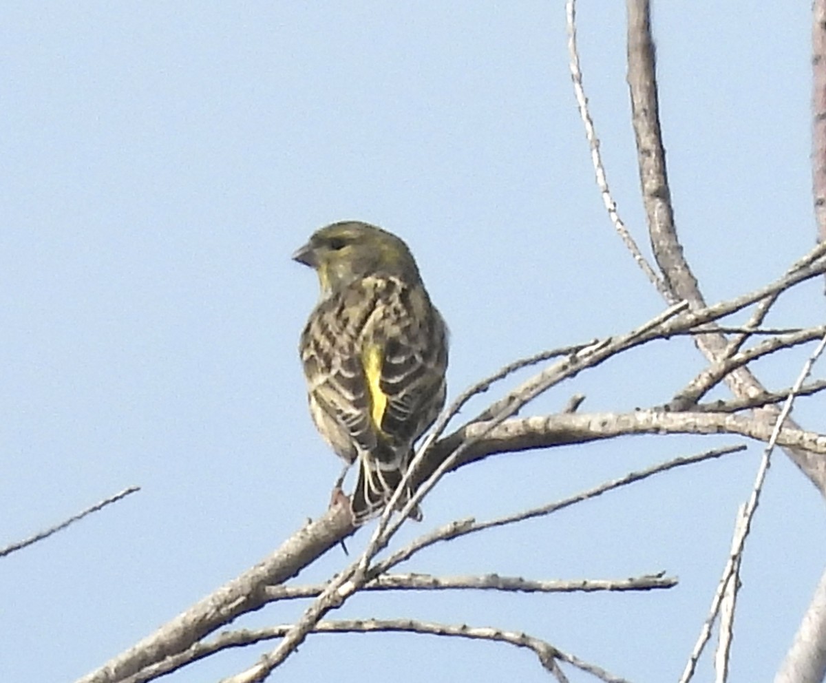 Txirriskila arrunta - ML645118411