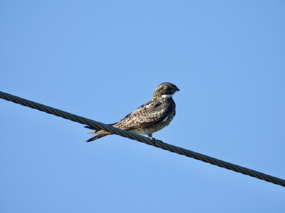 Common Nighthawk - ML645118421