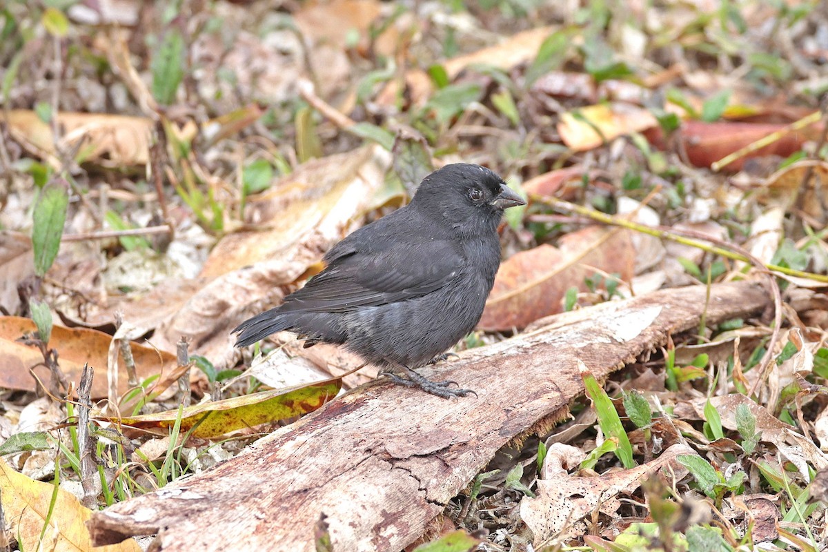 Small Ground-Finch - ML645118423