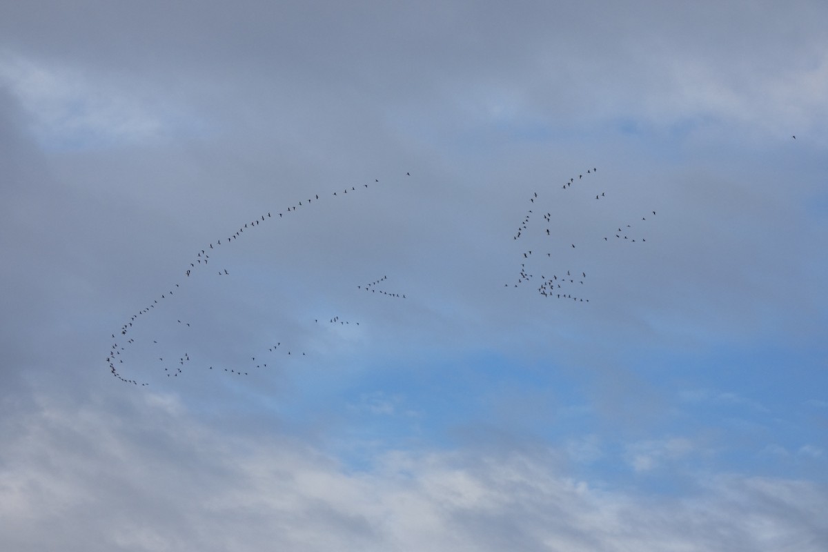 Серый гусь - ML645118432