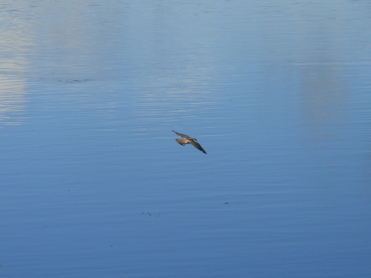 Cave Swallow (Caribbean) - ML645118433