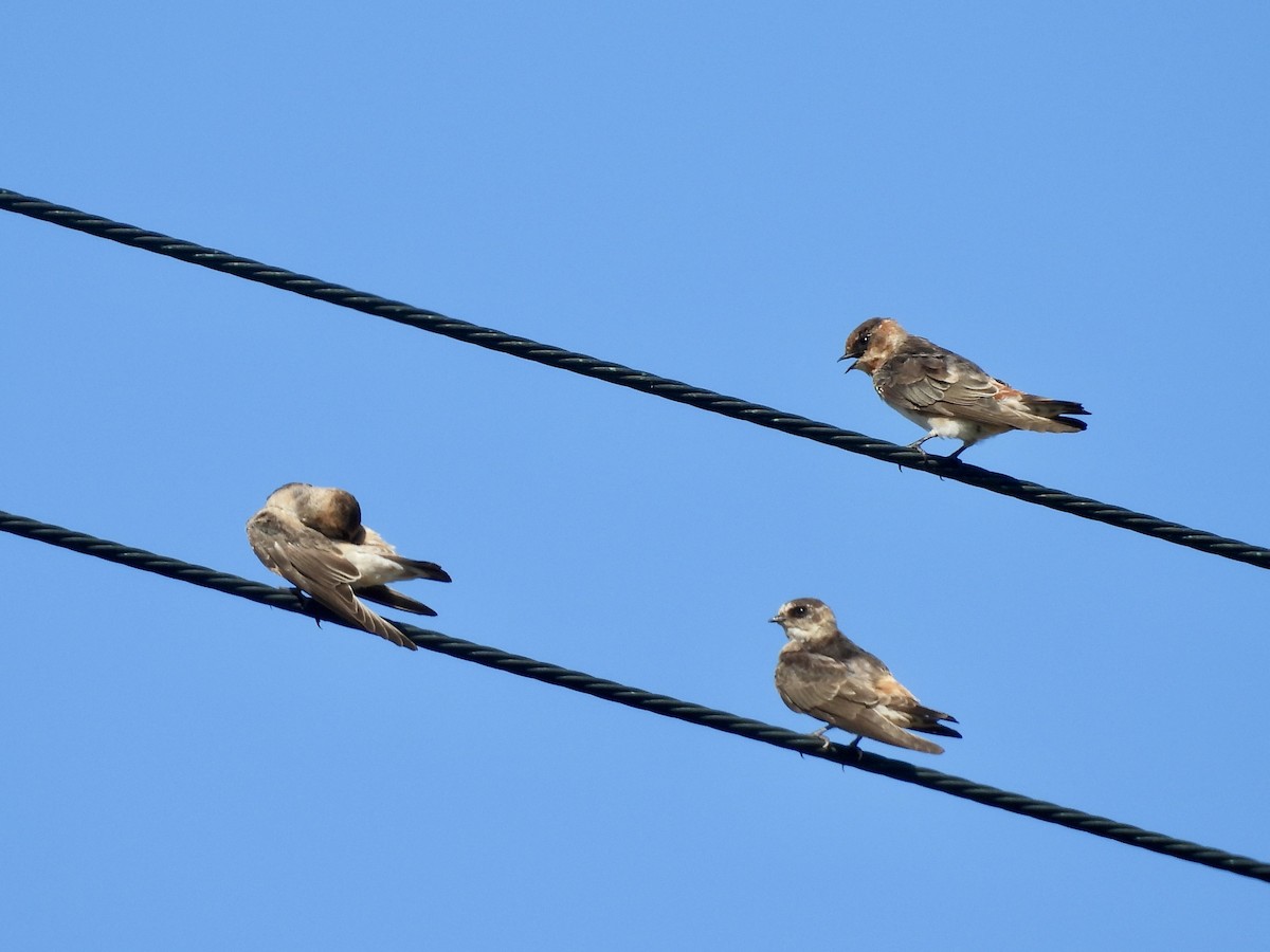 Cave Swallow (Caribbean) - ML645118434