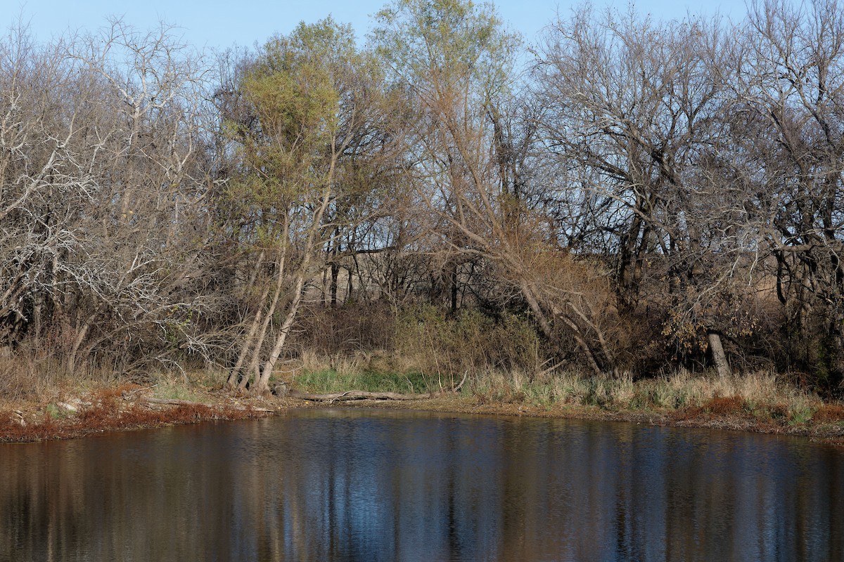 Red-shouldered Hawk - ML645118438