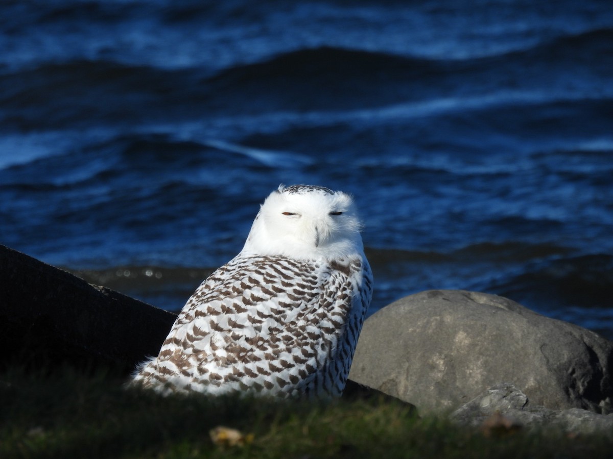 sovice sněžní - ML645118442