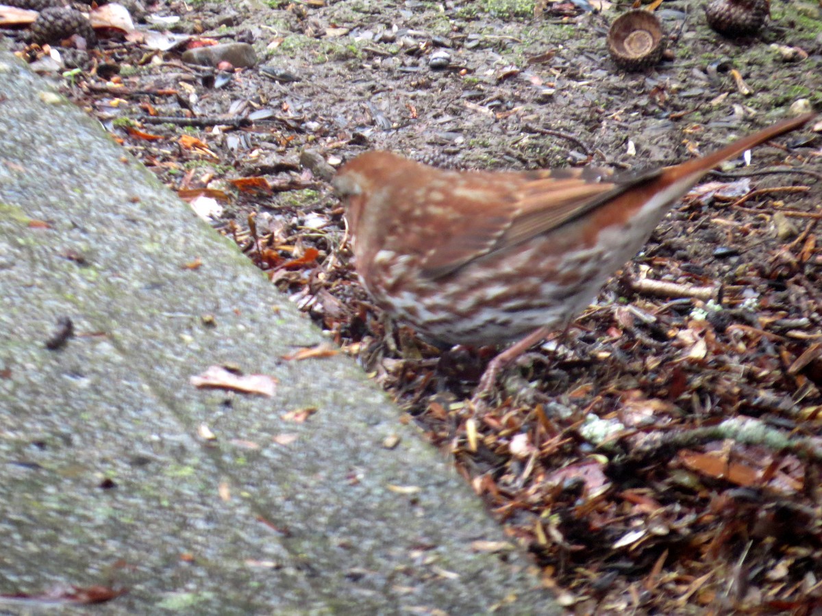 Fox Sparrow - ML645118446