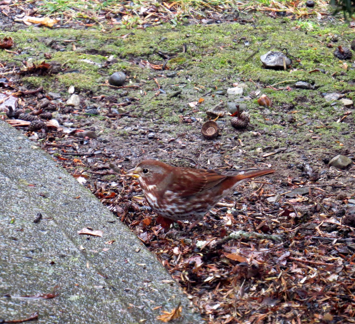 Fox Sparrow - ML645118447