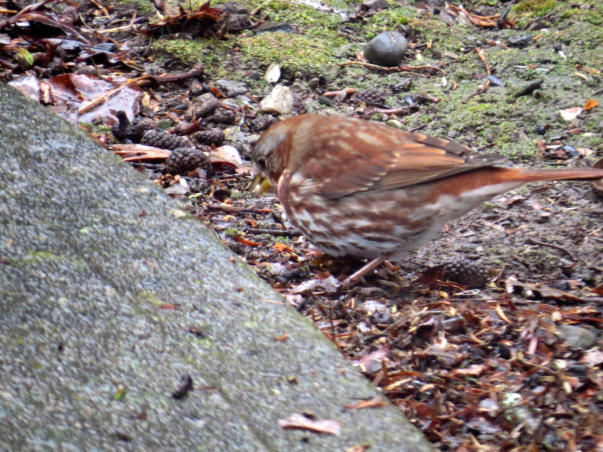 Fox Sparrow - ML645118448