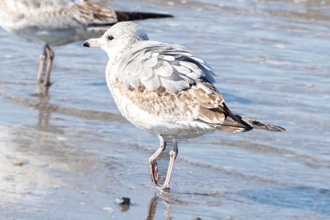 Ring-billed Gull - ML645118449