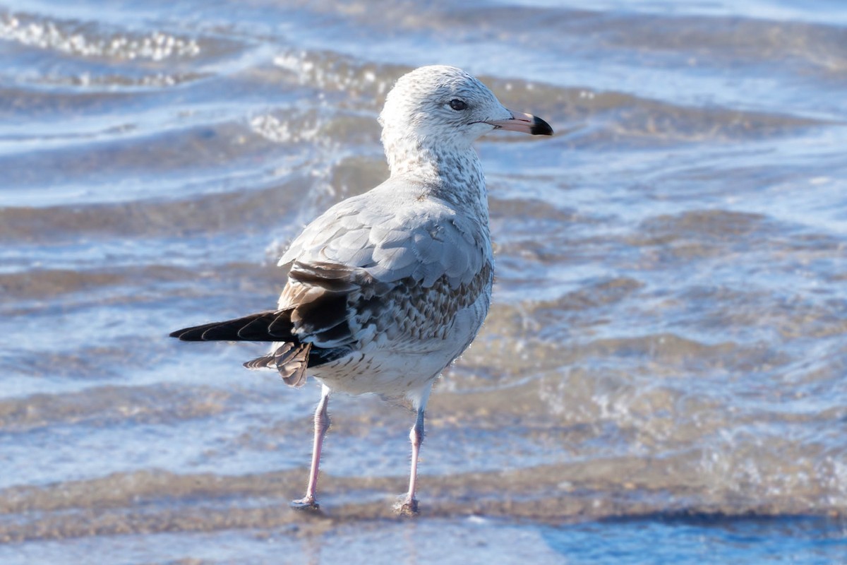 Ring-billed Gull - ML645118450