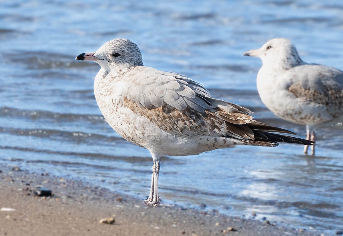 Ring-billed Gull - ML645118451