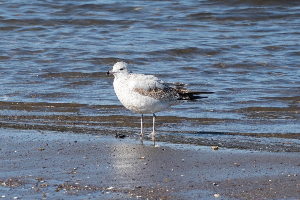 Ring-billed Gull - ML645118452