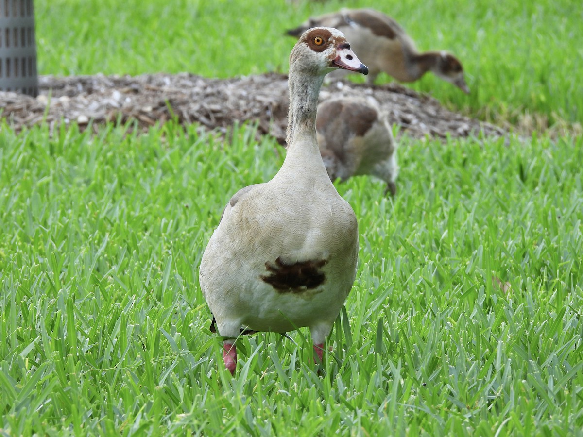 Egyptian Goose - ML645118454