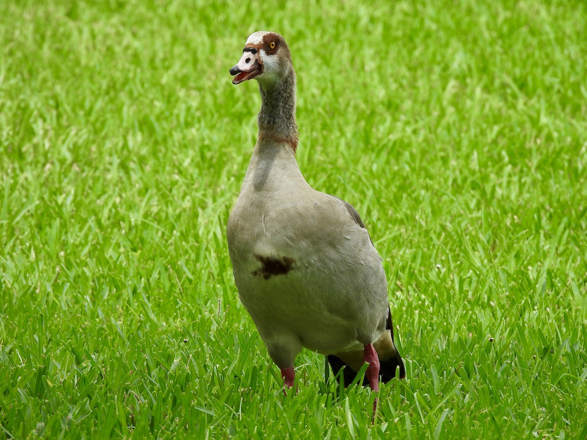 Egyptian Goose - ML645118455