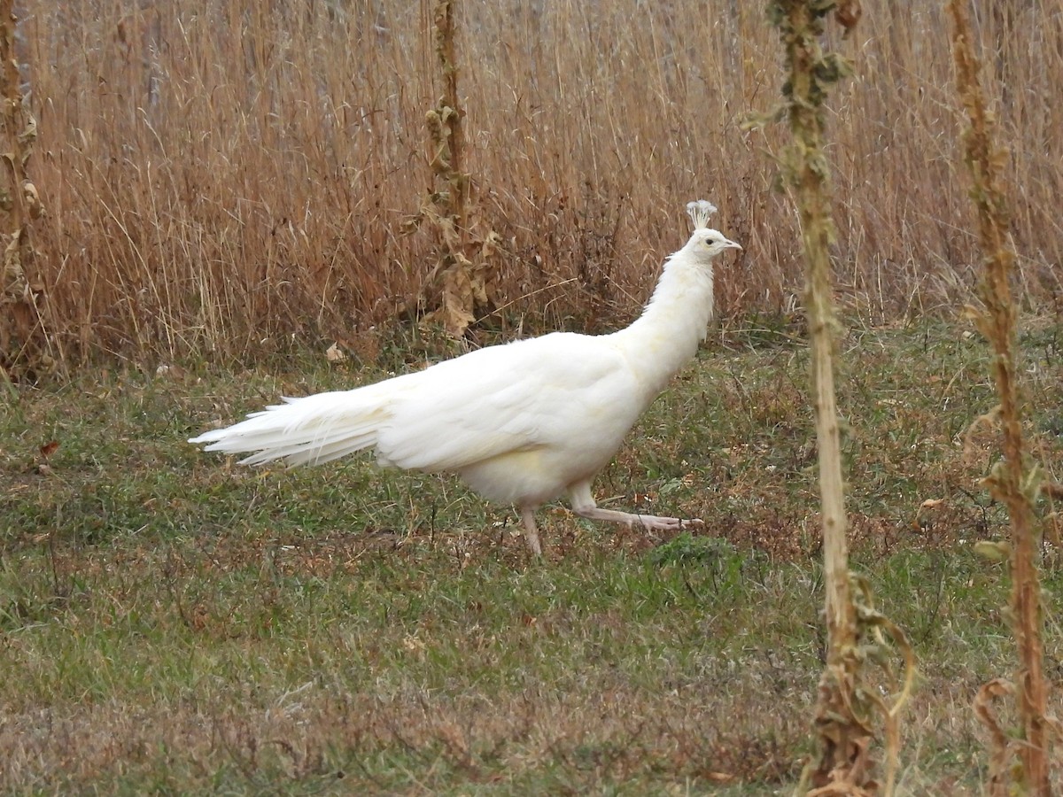 Indian Peafowl - ML645118472