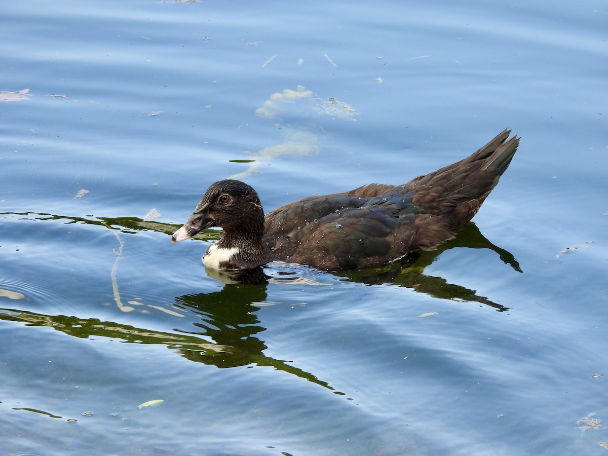 Muscovy Duck (Domestic type) - ML645118477