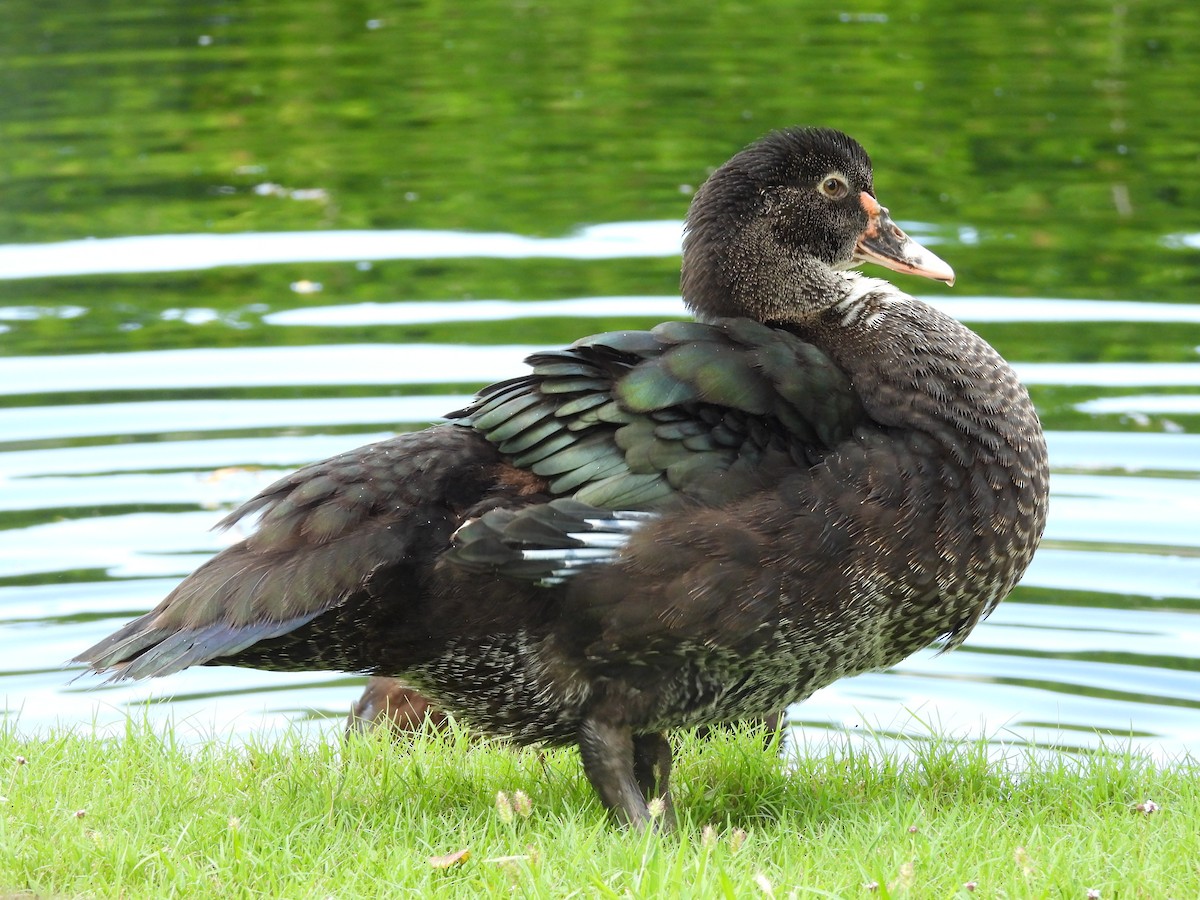 Muscovy Duck (Domestic type) - ML645118478