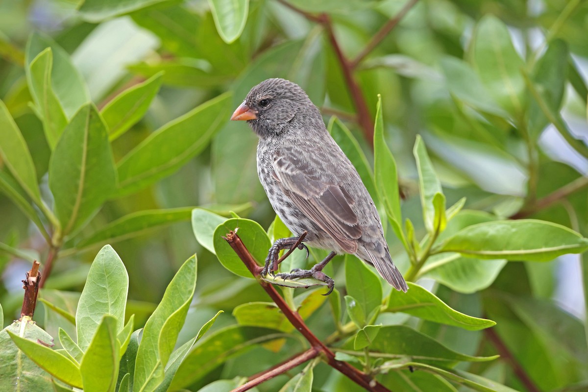 Small Ground-Finch - ML645118499