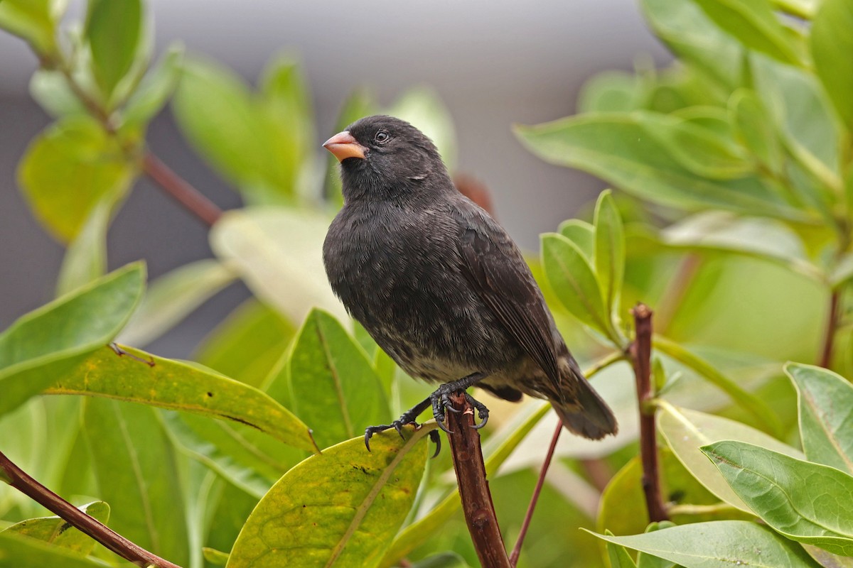 Small Ground-Finch - ML645118500