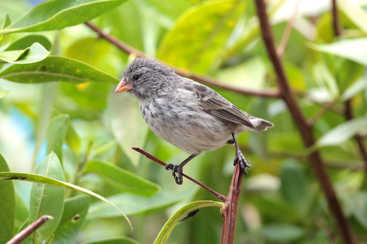 Small Ground-Finch - ML645118501