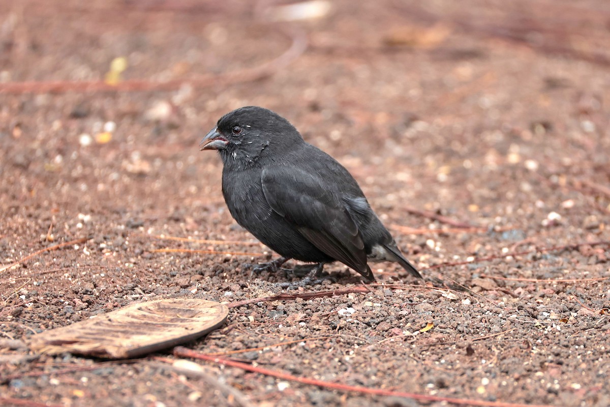 Small Ground-Finch - ML645118502