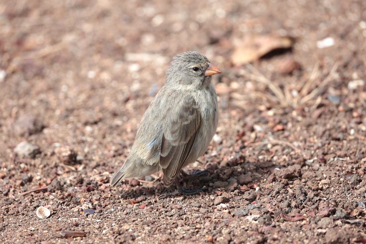 Small Ground-Finch - ML645118503