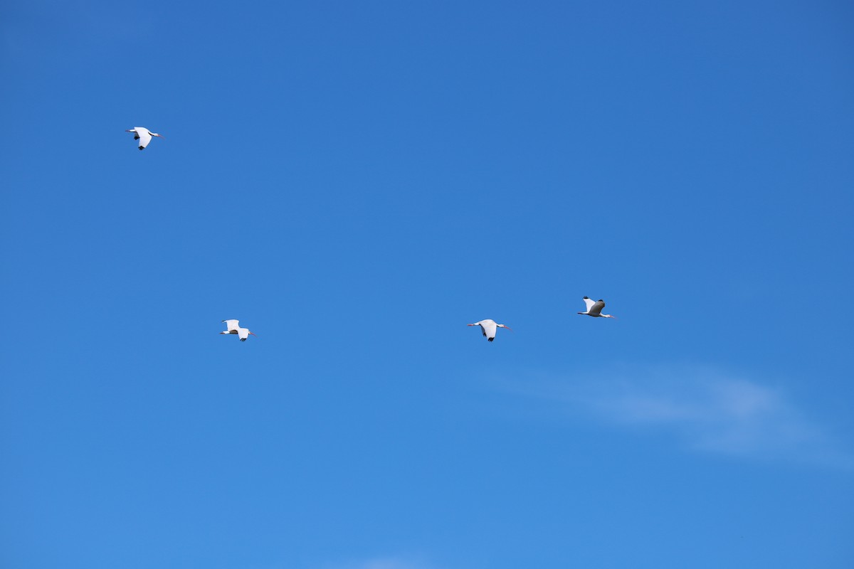 White Ibis - ML645118504