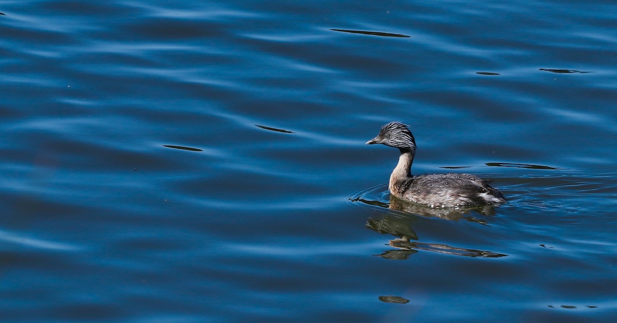 Zampullín Canoso - ML645118510