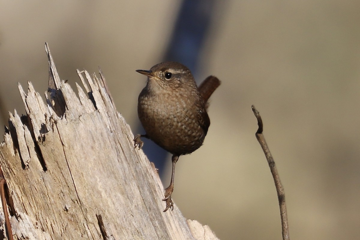 střízlík kanadský - ML645118519