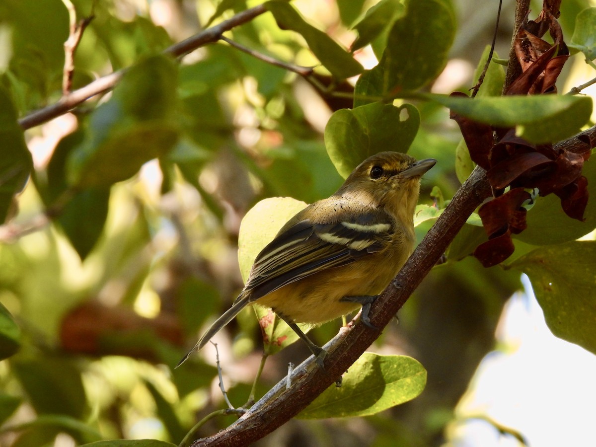 Thick-billed Vireo - ML645118522