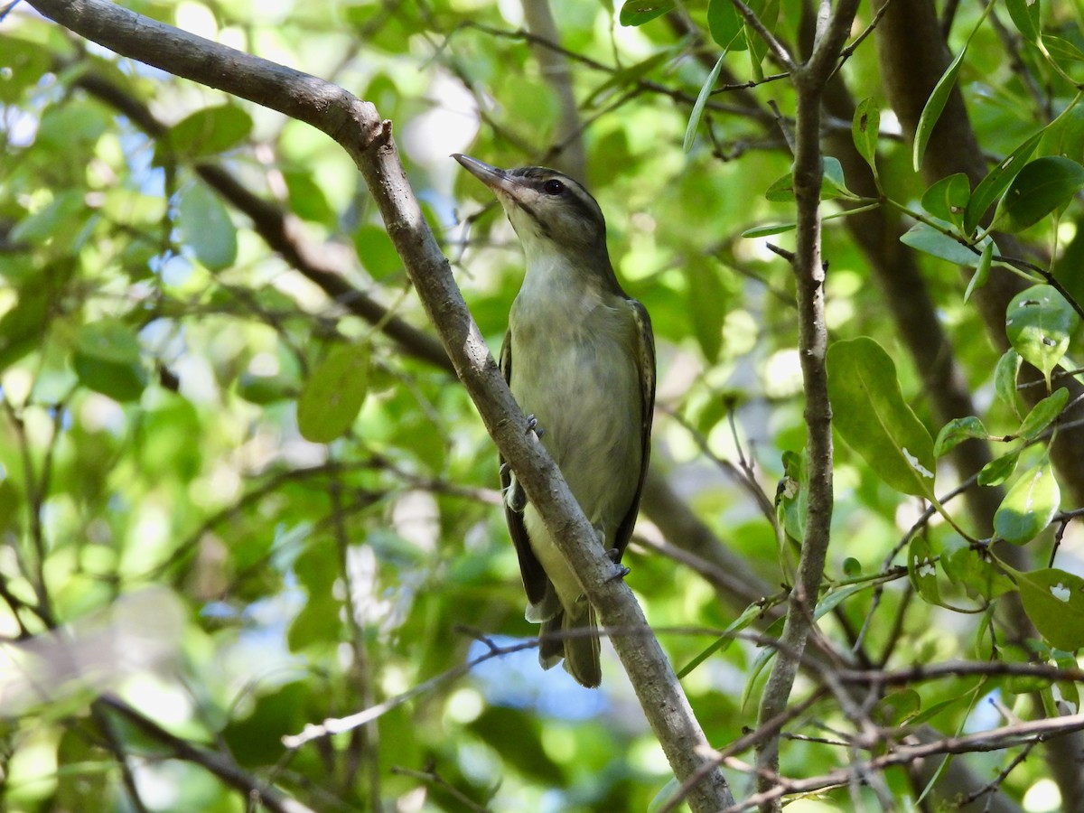 Black-whiskered Vireo - ML645118523