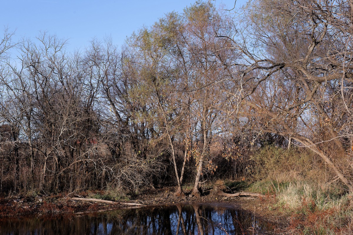 Red-shouldered Hawk - ML645118524