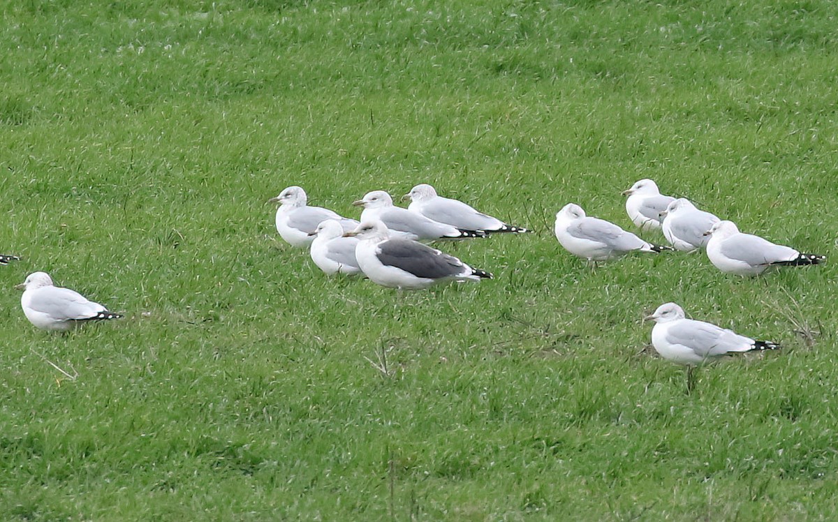 ニシセグロカモメ - ML645118529