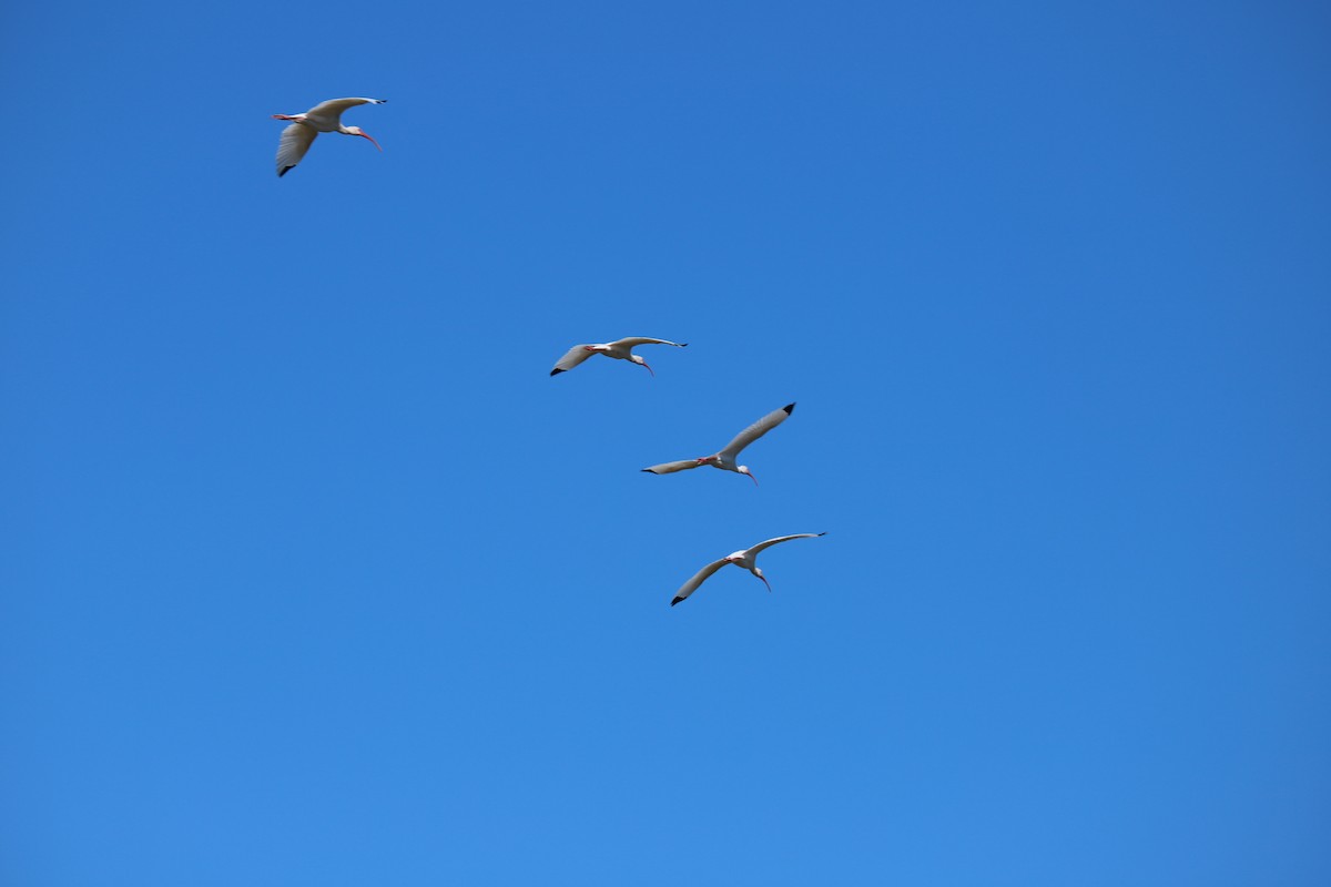 White Ibis - ML645118538