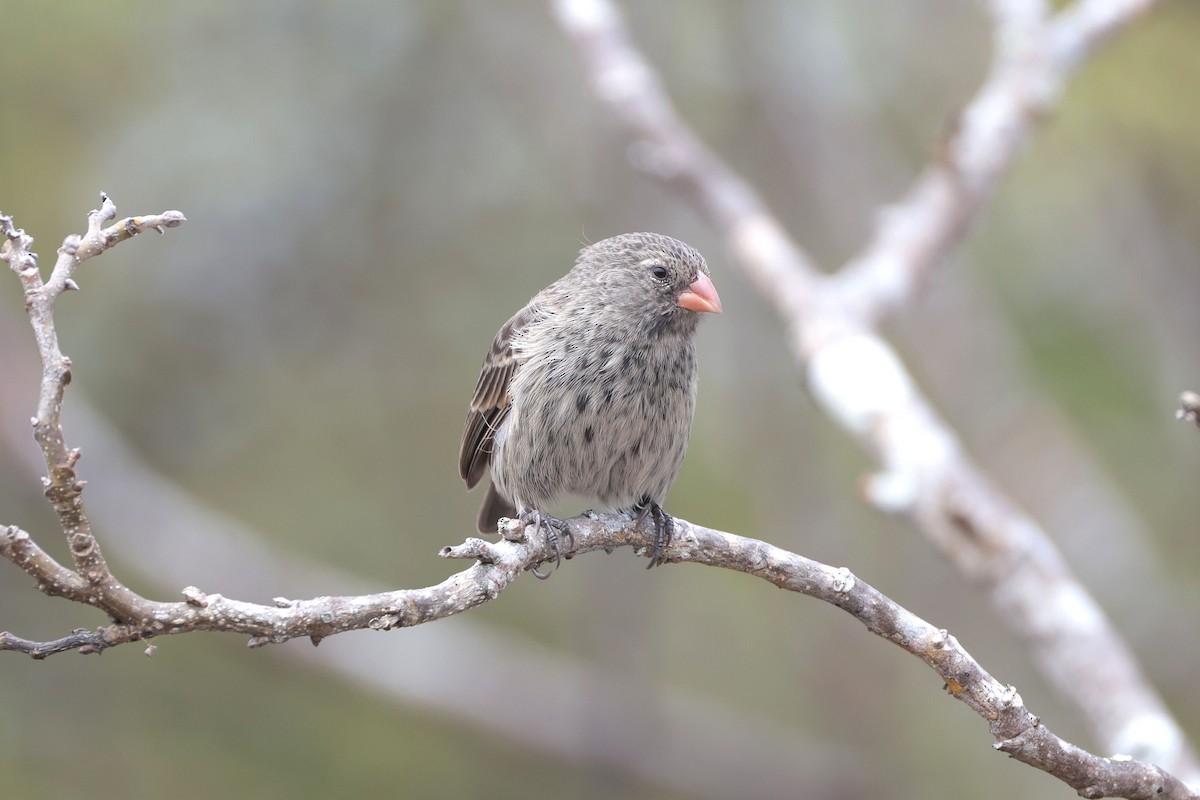 Small Ground-Finch - ML645118554