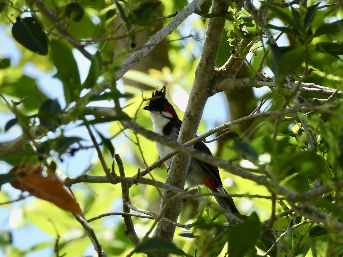 Red-whiskered Bulbul - ML645118555