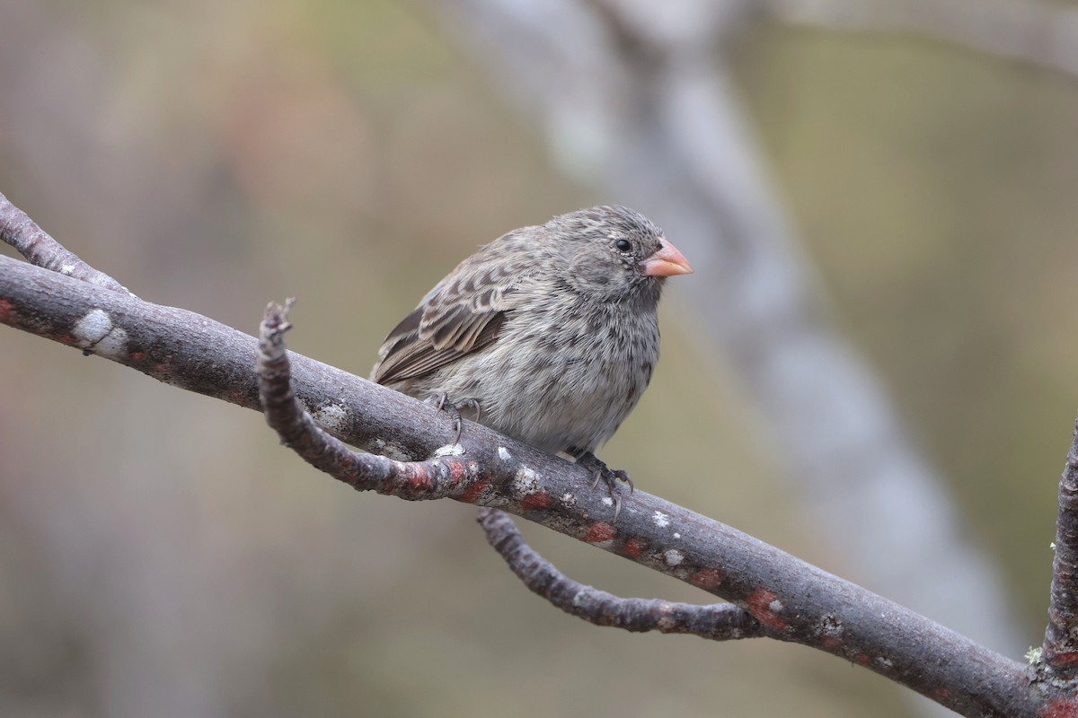 Small Ground-Finch - ML645118556