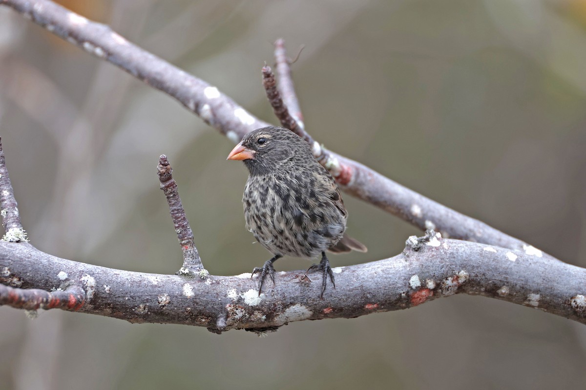 Small Ground-Finch - ML645118557