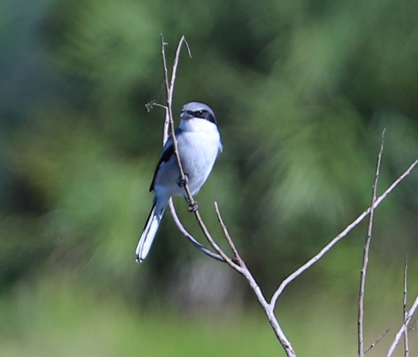 Pie-grièche migratrice - ML645118559