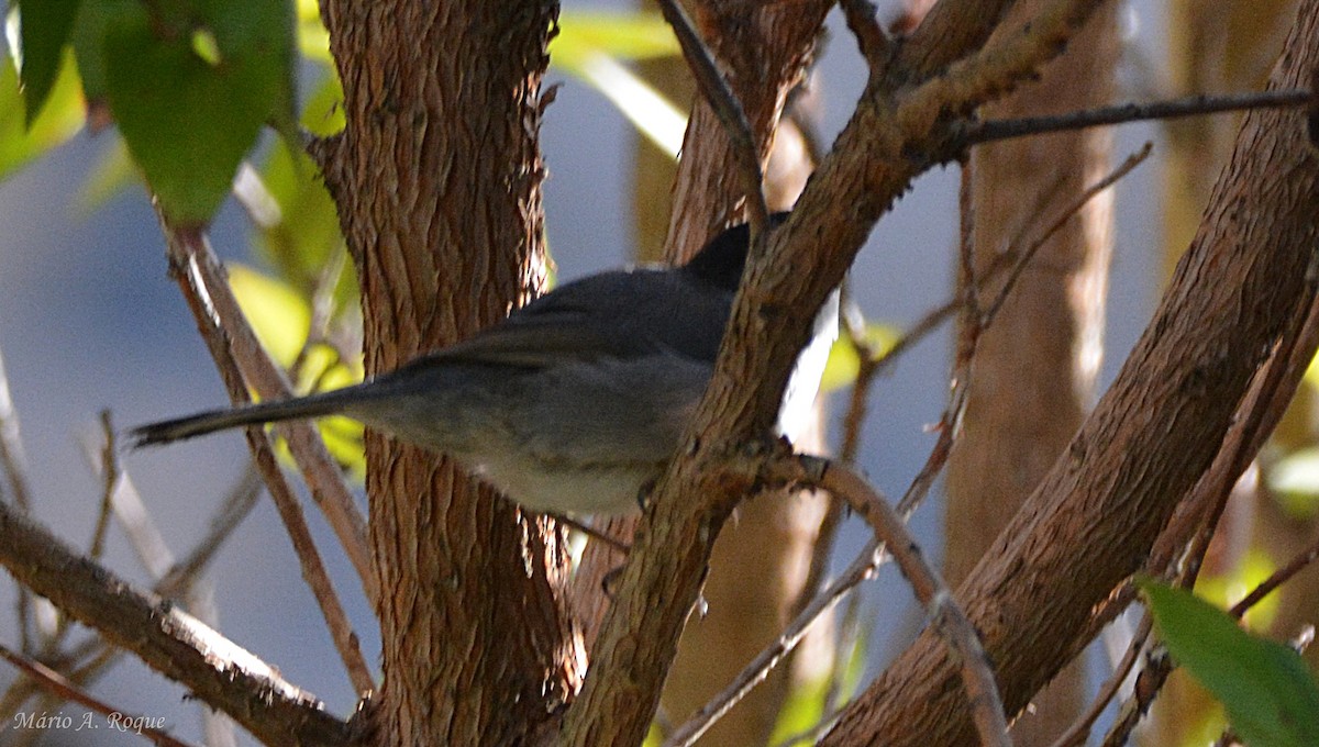 Sardinian Warbler - ML645118583