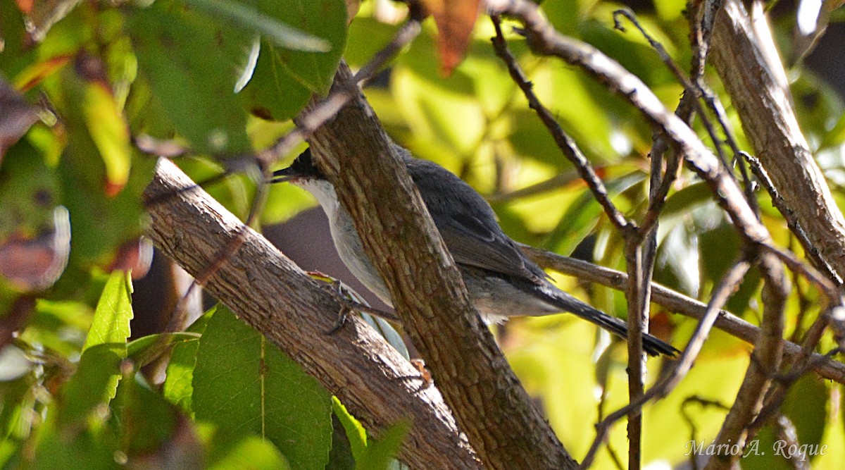 Sardinian Warbler - ML645118584