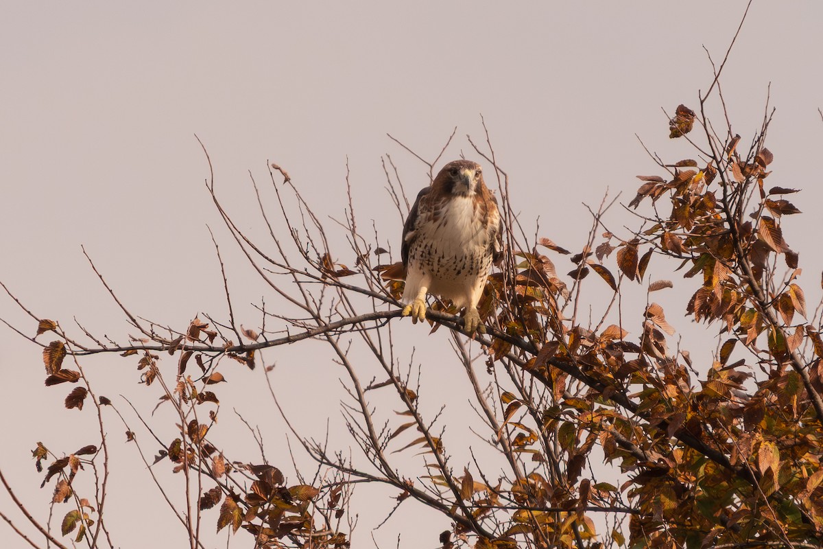 Red-tailed Hawk - ML645118587