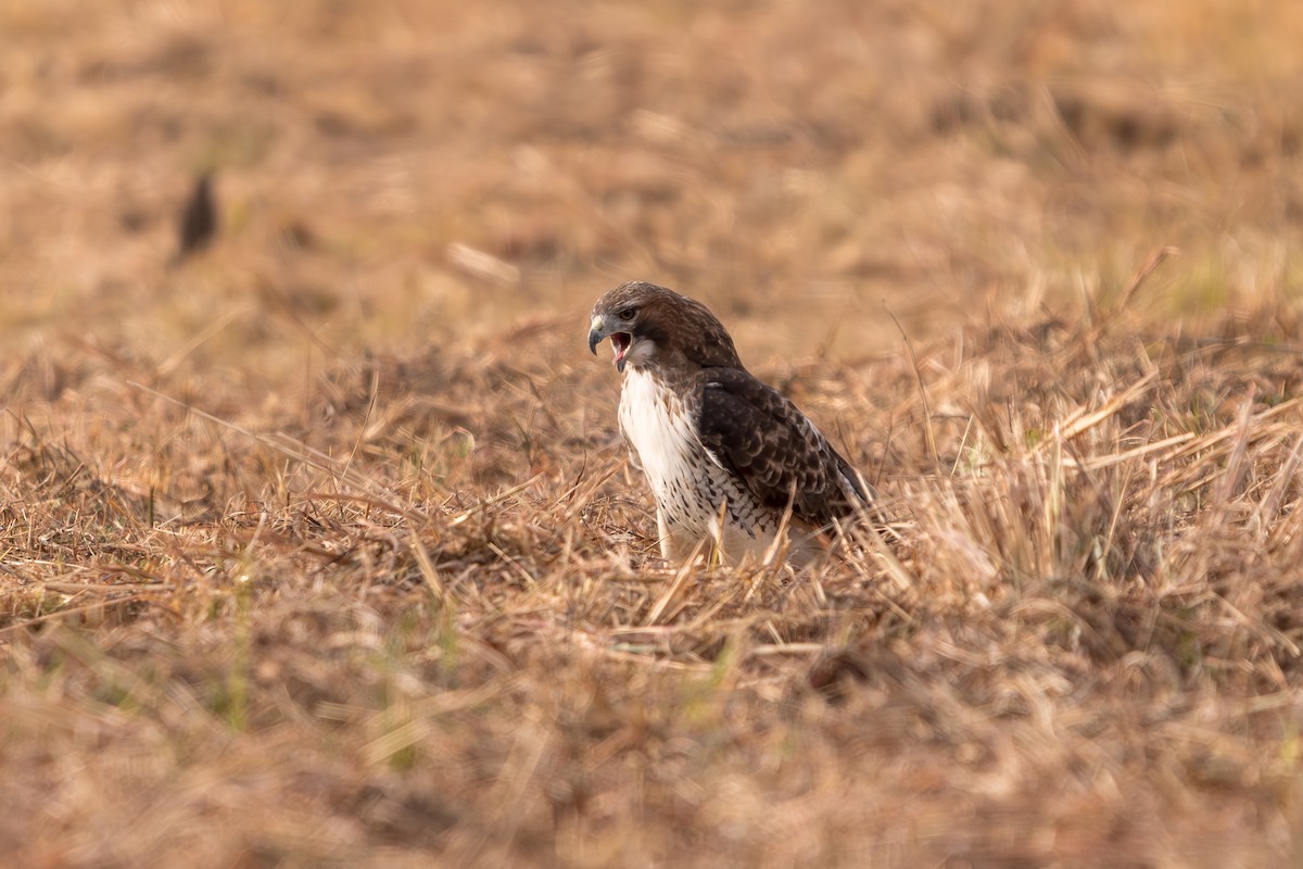 Red-tailed Hawk - ML645118588