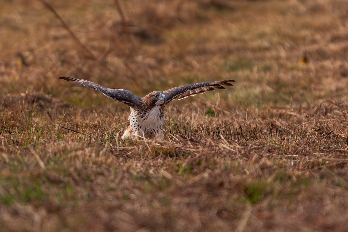 Red-tailed Hawk - ML645118589