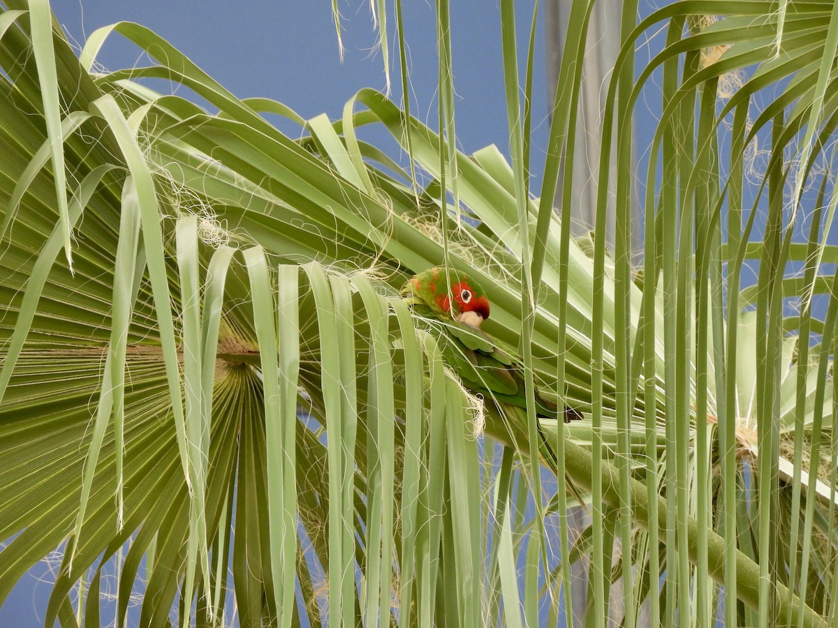 Mitred Parakeet - ML645118590