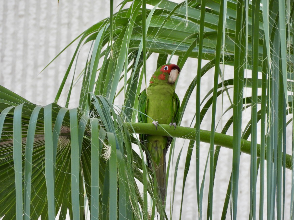 Mitred Parakeet - ML645118591